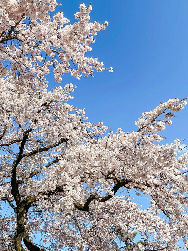 【愛知】名古屋市内でひと足早く桜しだれ桜が咲くお寺