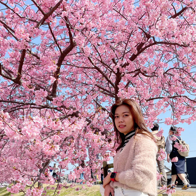 Look at the cherry blossoms!!!