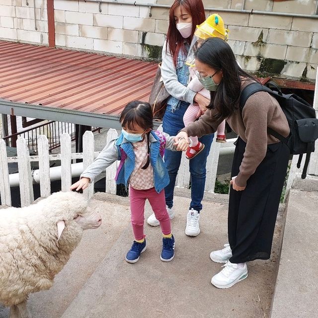 Fun at The Sheep Sancturay