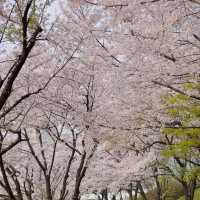 변하지 않는 벚꽃명소 “석촌호수” 