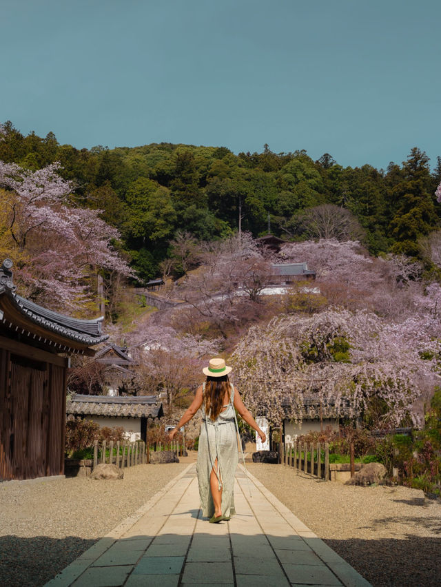 Sakura in Osaka - Nara