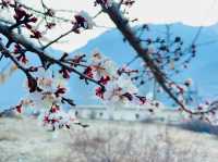  Cherry blossoms create a surreal atmosphere