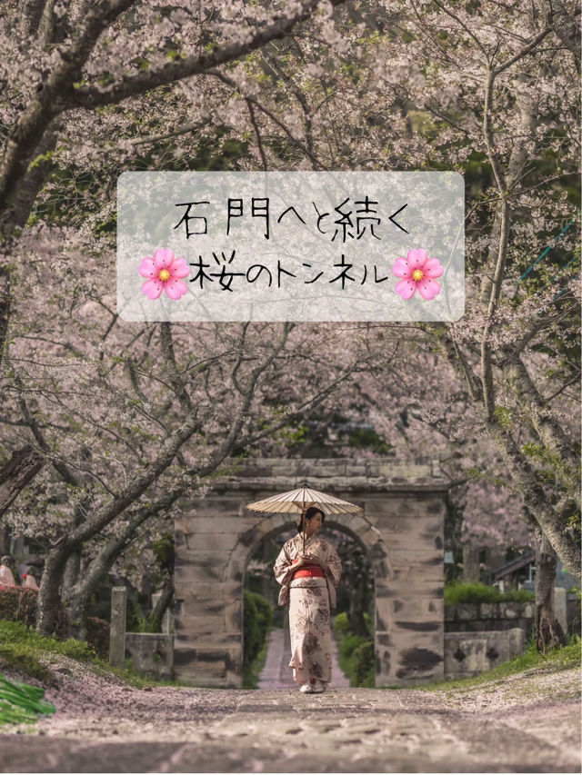 石門へと続く🌸桜のトンネル🌸