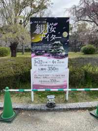 【2024年桜】観桜ナイター