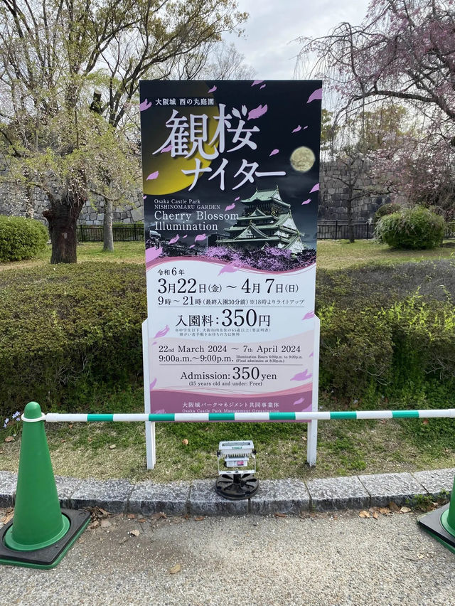 【2024年桜】観桜ナイター
