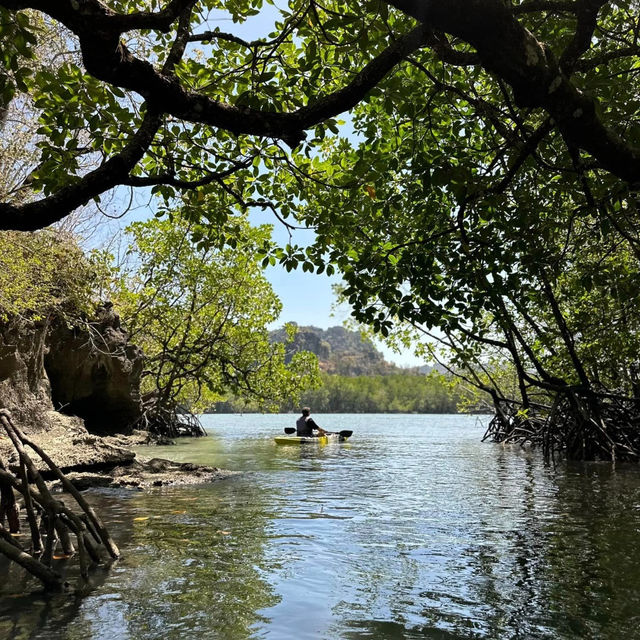 Kayak Through Paradise: Langkawi Mangrove