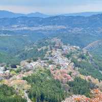 【奈良】必見！感動の千本桜