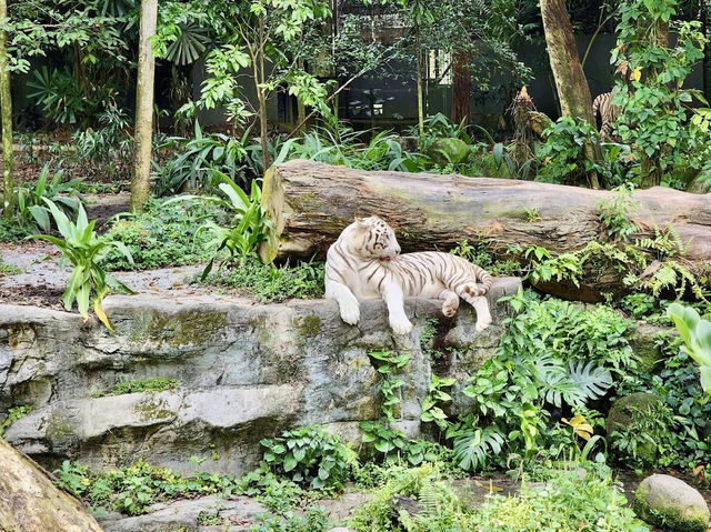 Enormous Zoo in Singapore