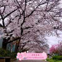 ✨️ My best flowering tree, Daisen Park