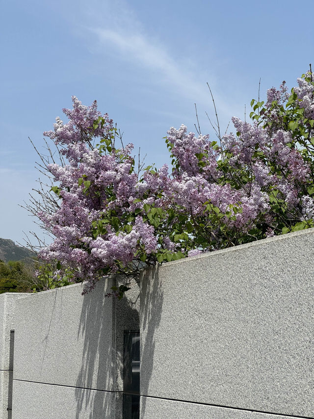 겹벚꽃에다 라일락까지 볼 수 있는 곳💜