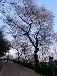 Namsan Park in South Korea 🇰🇷🌸