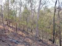 Hike up Mount Coot-Tha