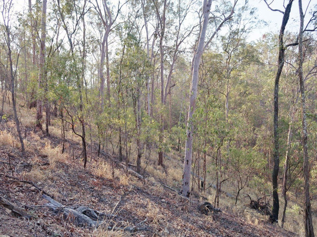 Hike up Mount Coot-Tha