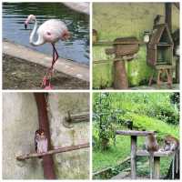 吉隆坡飛禽公園：多種鳥類、貓頭鷹、孔雀、鸚鵡，親近大自然的好去處