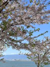  Nemophila Festival งานเทศกาลดอกไม้โอซาก้า