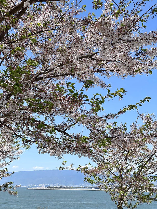  Nemophila Festival งานเทศกาลดอกไม้โอซาก้า