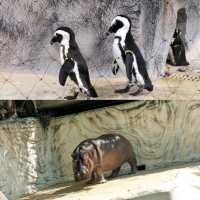 【東京景點】上野動物園：100年歷史，必探訪！🐼🐻‍❄️🌳🌍