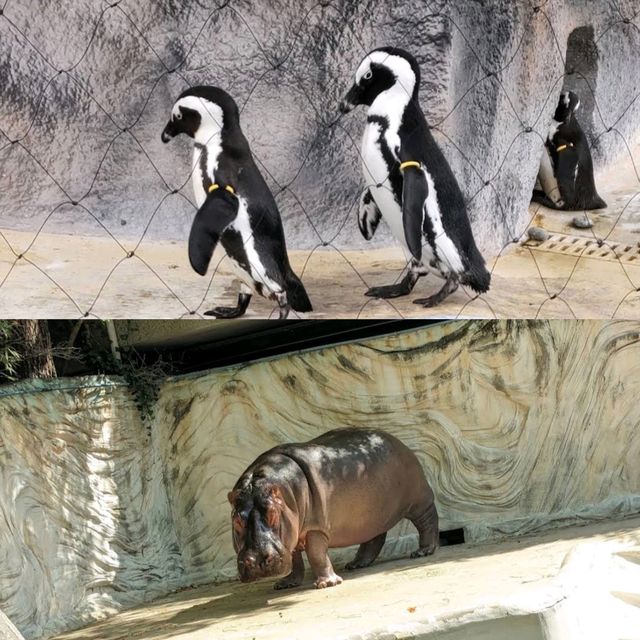 【東京景點】上野動物園：100年歷史，必探訪！🐼🐻‍❄️🌳🌍