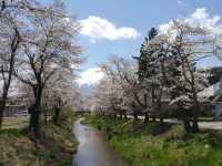 Cherry Blossom and Mount Fuji at Oshino Hakkai