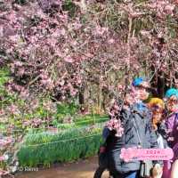 Garden of Dreams: Exploring Araluen's Tranquil Oasis