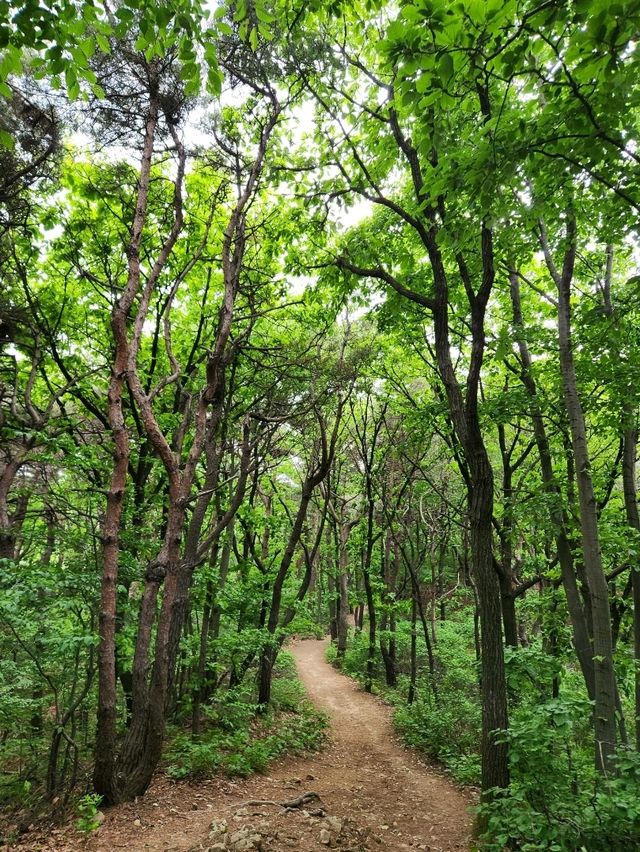 💛천안 시내를 내려다보며 봄데이트 하기좋은 등산코스가 있는, "태조산"💛