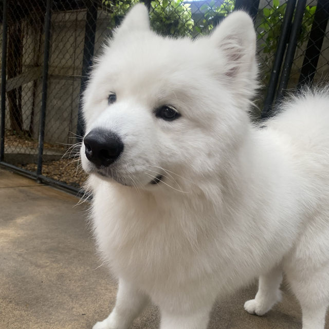 【ハスキーカフェ🐕】