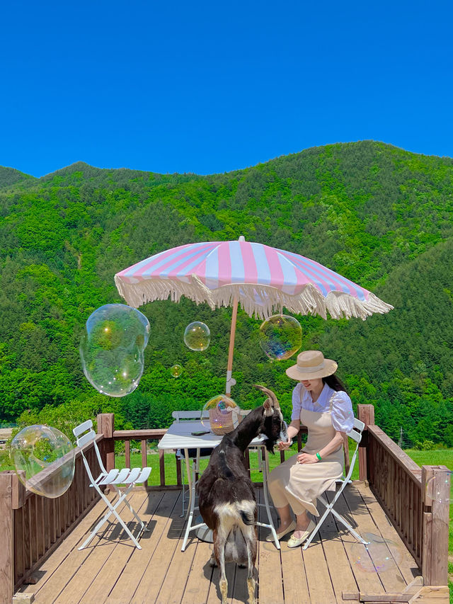 해발 800m에 위치한 한국의 K-알프스⛰️💚