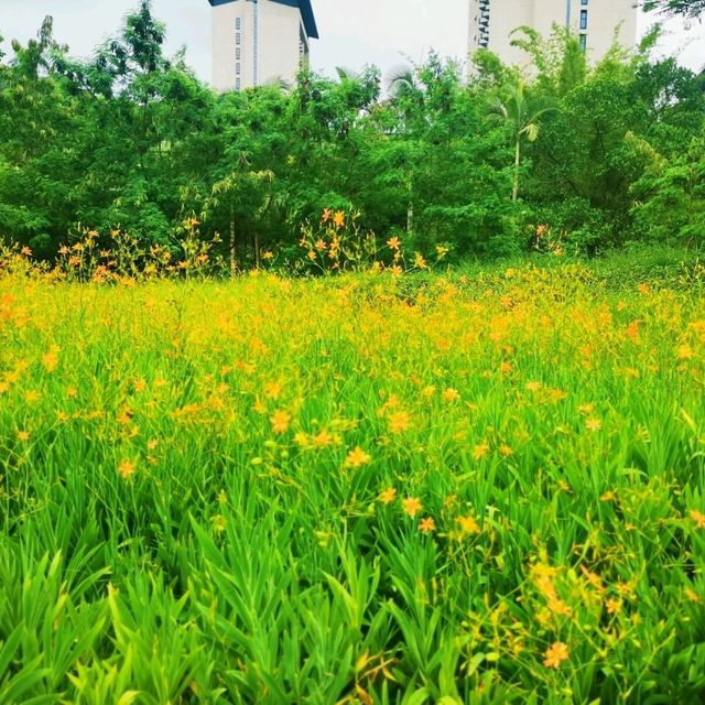 環西麗湖綠道 環西麗湖綠道