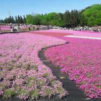 Chichibu Shibazakura ชิบะ ซากุระ สวยงามหวานละมุน