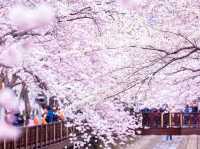 韓國鎮海區櫻花