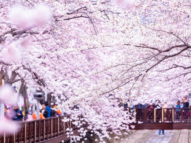 韓國鎮海區櫻花