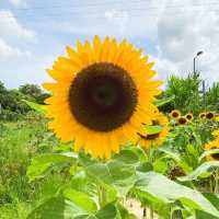 元朗信芯園太陽花節