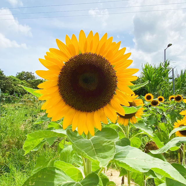 元朗信芯園太陽花節