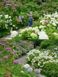 千葉県　紫陽花スポット　服部農園あじさい屋敷