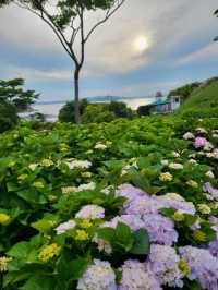 수국은 아직 더 기다려야한 가덕도 야생화단지🌸