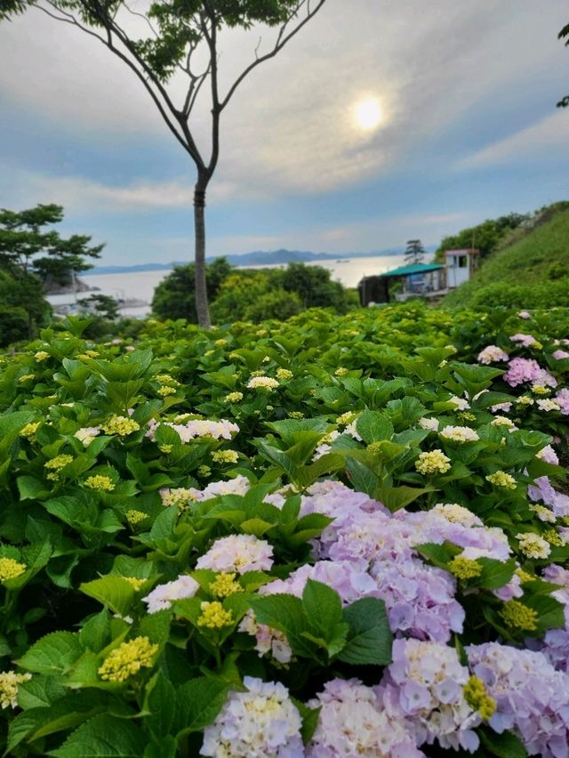 수국은 아직 더 기다려야한 가덕도 야생화단지🌸