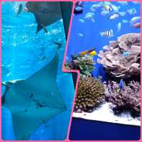 【沖繩】美麗海水族館：稀有水生物展示，適合親子活動