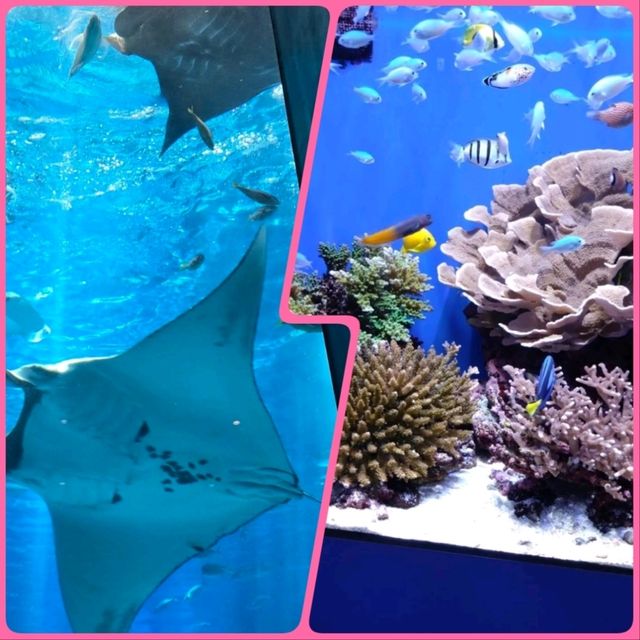 【沖繩】美麗海水族館：稀有水生物展示，適合親子活動