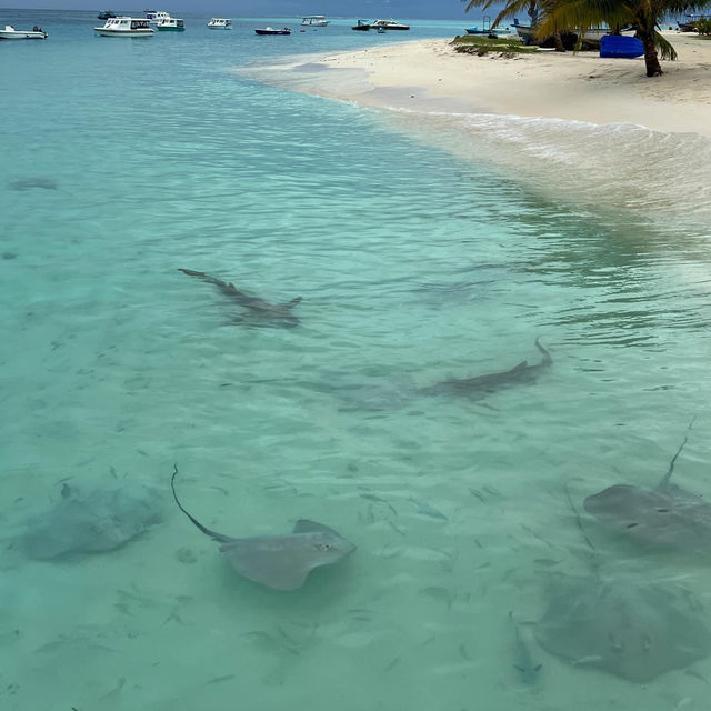 Paradise Unveiled: My Unforgettable Maldives Adventure