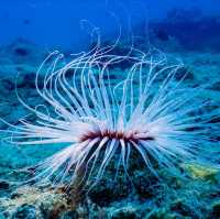 Diving adventure: Redang Island, Trengganu 🇲🇾