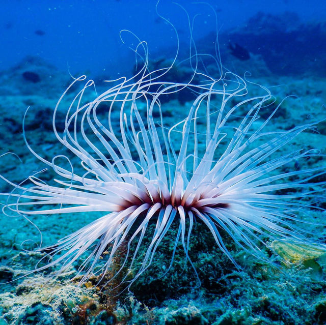 Diving adventure: Redang Island, Trengganu 🇲🇾