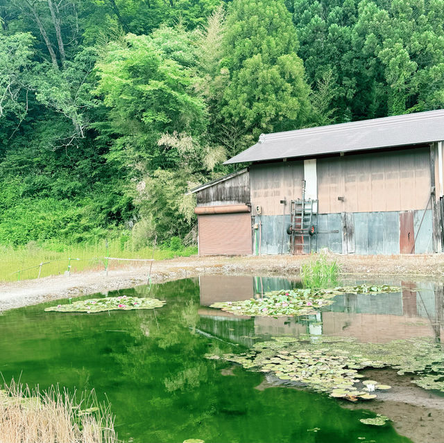 【日本岐阜】白川鄉：合掌古建築村落，一整天感受自然之美