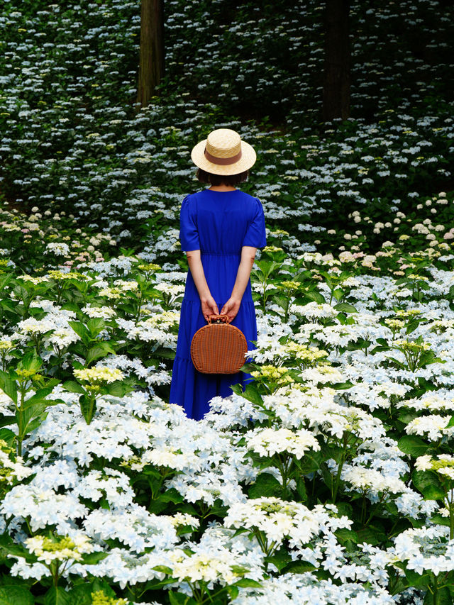 リピート決定💠🤗絶景すぎる紫陽花の楽園🤗💠