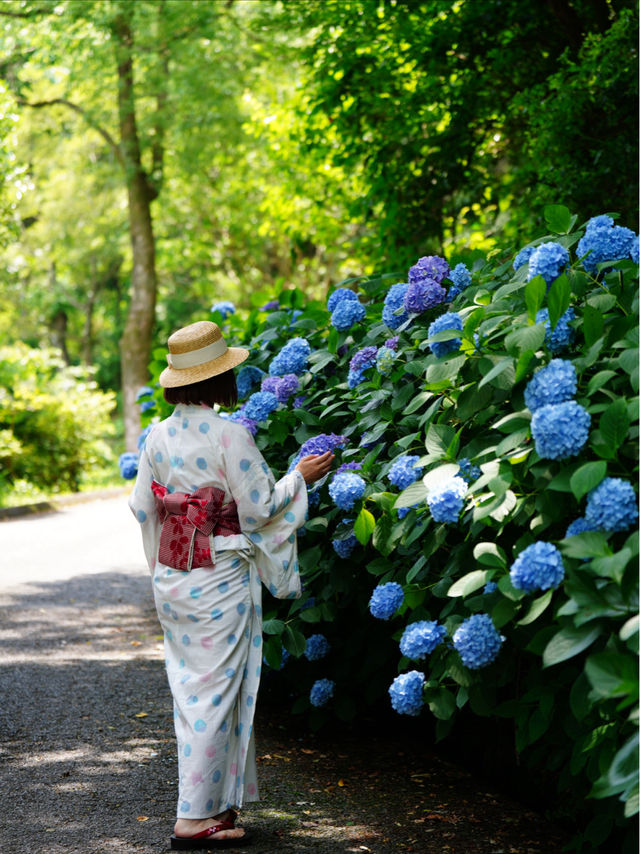 無料で楽しめる紫陽花スポット🤗💠💐月への階段を登ろう☺️🌕✨