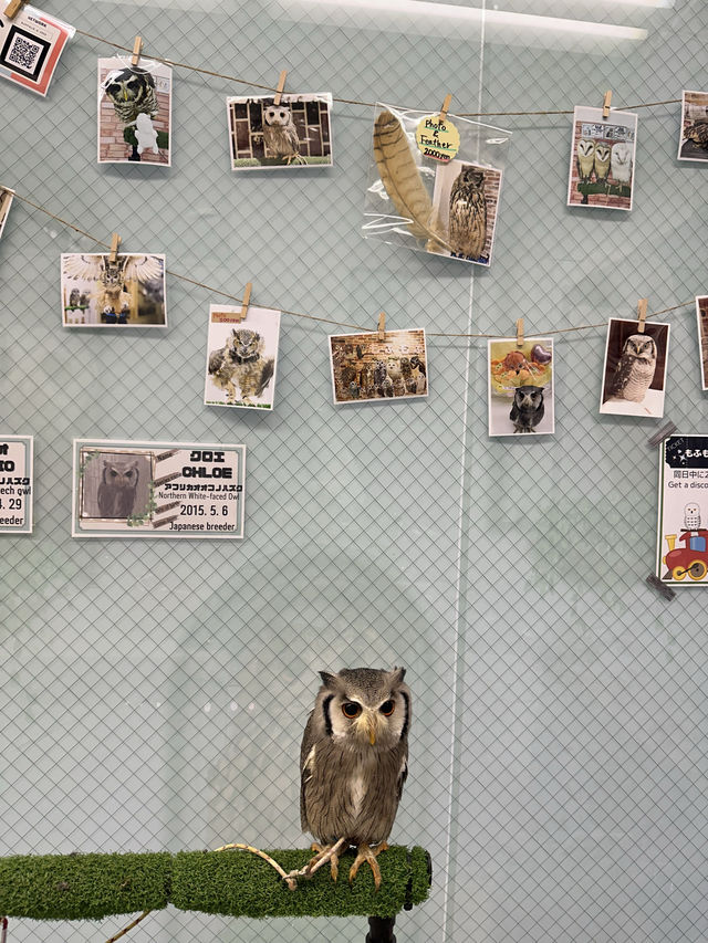 新宿貓頭鷹咖啡廳🦉，超過10隻貓頭鷹🦉等你來！