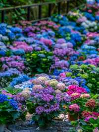 実はここの紫陽花いつでも○○！見頃は6月中旬❤️💙💚💜💛💖