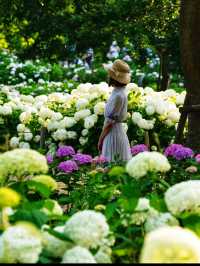 大阪の穴場あじさいスポット☺️💠💐蜻蛉池公園
