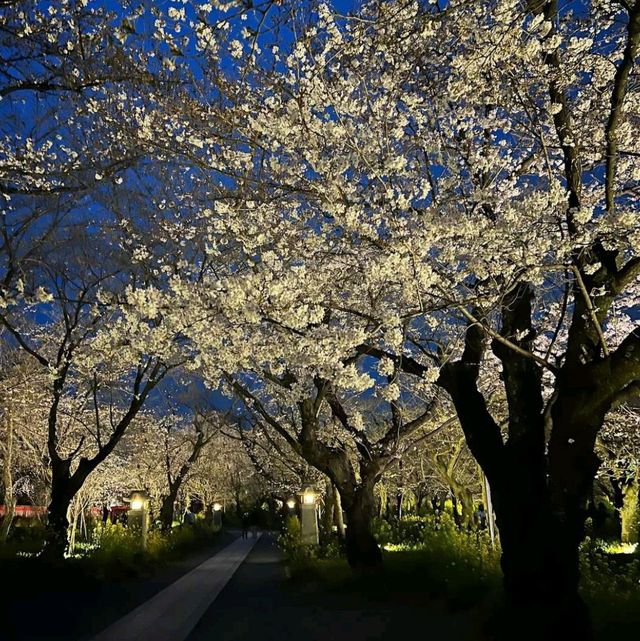 Enjoy Night Views in Kyoto City Streets 🌃✨