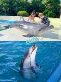 【和歌山】 イルカの水中トンネルが可愛い️🩵🐬くじらの博物館🐬✨