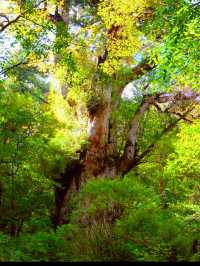 一度は行きたい世界遺産🌲屋久島🌲